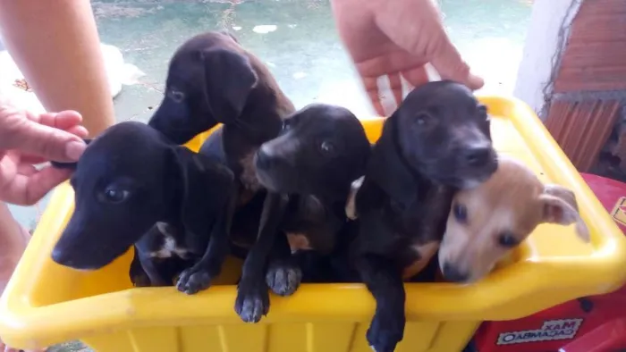 Cachorro raça Viralata idade 2 a 6 meses nome Sem nome