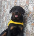 Barão