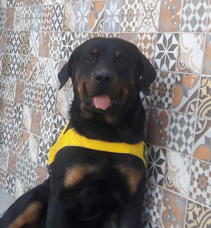 Cachorro raça Rottweiler idade 1 ano nome Barão