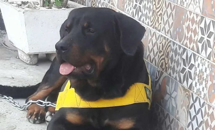 Cachorro raça Rottweiler idade 1 ano nome Barão