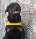 Barão