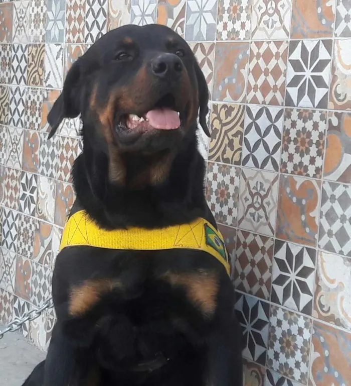 Cachorro raça Rottweiler idade 1 ano nome Barão