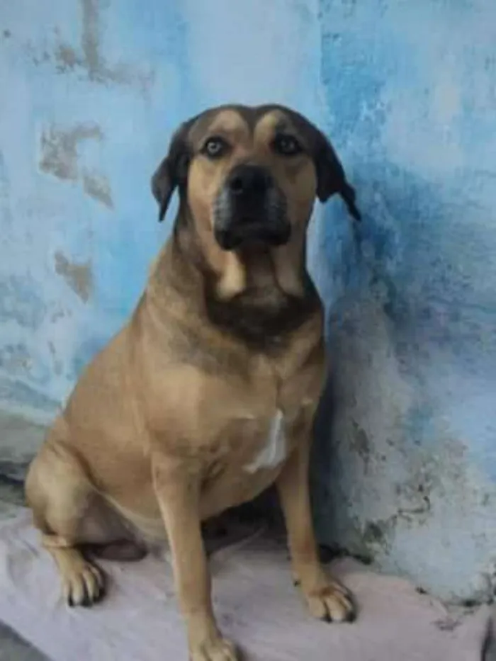 Cachorro ra a mestiço idade 6 ou mais anos nome Billy