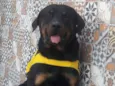 Barão