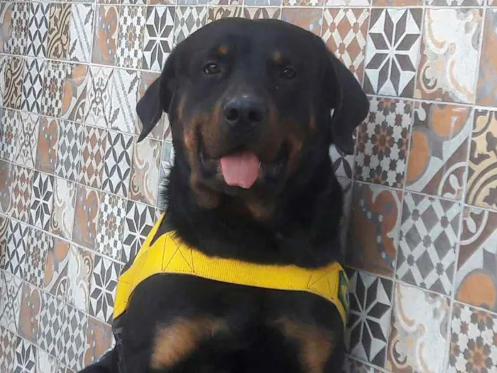 Cachorro raça Rottweiler idade 1 ano nome Barão