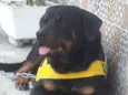 Barão