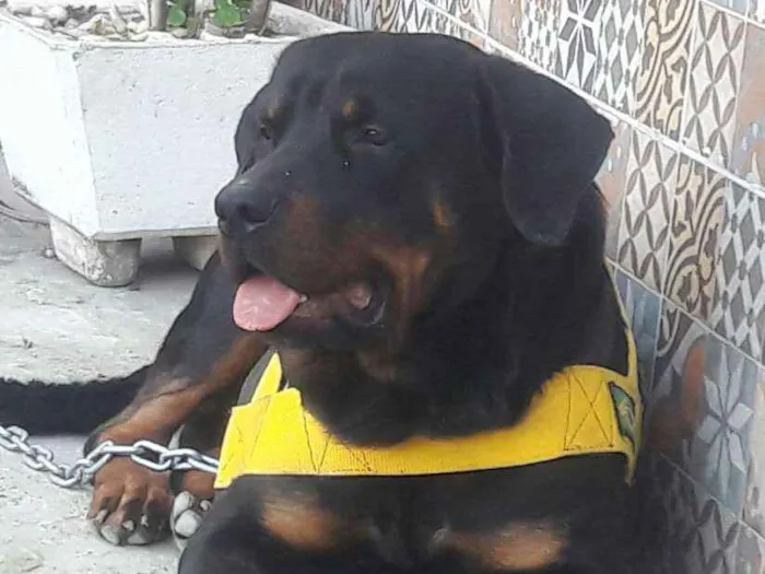 Cachorro raça Rottweiler idade 1 ano nome Barão