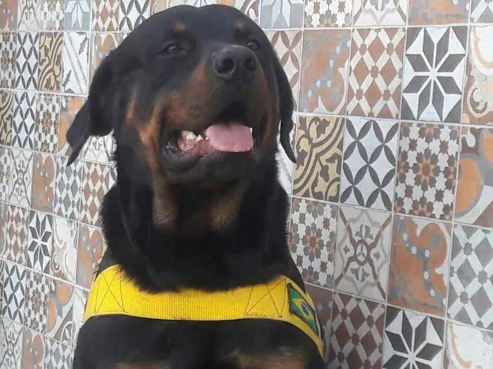 Cachorro raça Rottweiler idade 1 ano nome Barão