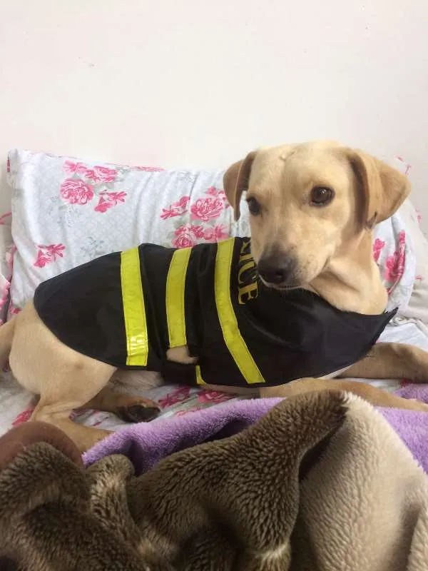 Cachorro ra a Indefinida idade 1 ano nome Sem nome