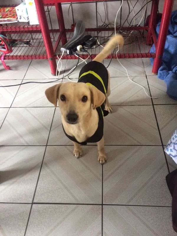 Cachorro ra a Indefinida idade 1 ano nome Sem nome