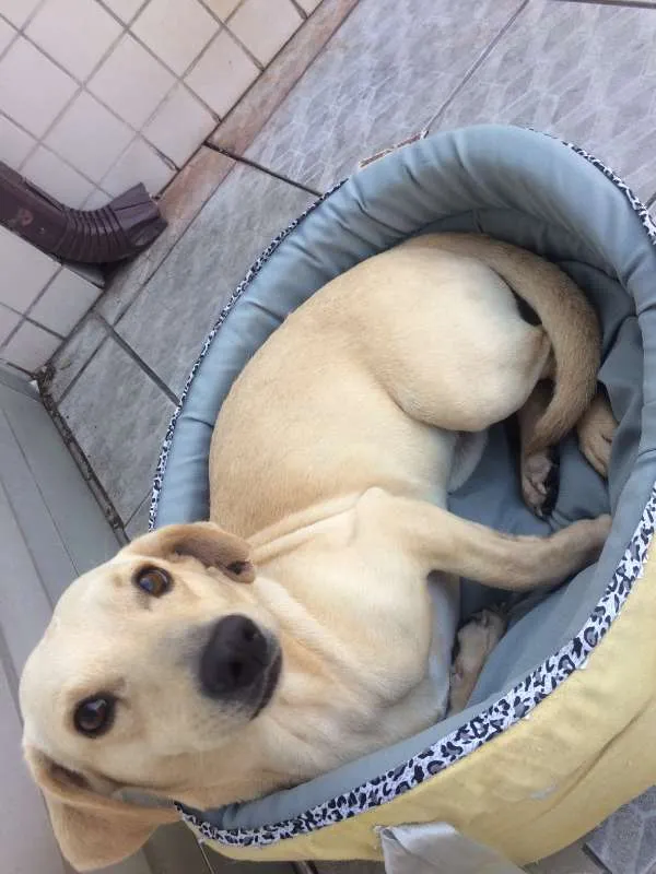 Cachorro ra a Indefinida idade 1 ano nome Sem nome