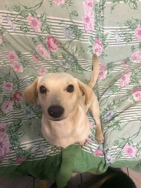 Cachorro ra a Indefinida idade 1 ano nome Sem nome