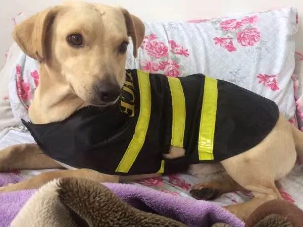 Cachorro ra a Indefinida idade 1 ano nome Sem nome