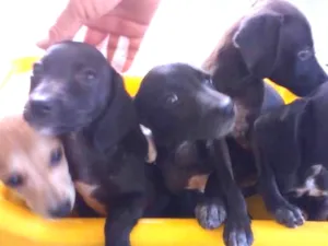 Cachorro raça Viralata idade 2 a 6 meses nome Sem nome