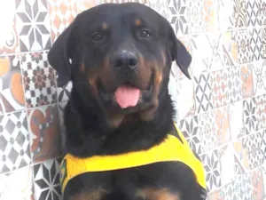 Cachorro raça Rottweiler idade 1 ano nome Barão