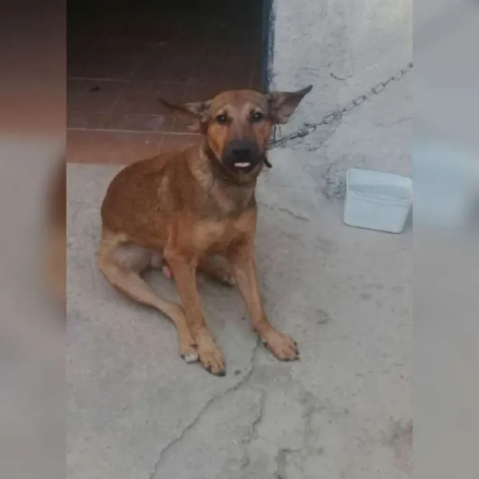 Cachorro ra a Vira-lata idade 1 ano nome Tobby 