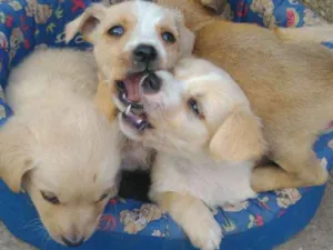 Cachorro raça vira lata idade Abaixo de 2 meses nome não tem nome