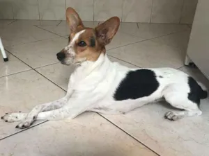 Cachorro raça Fox paulistinha idade 1 ano nome Nina