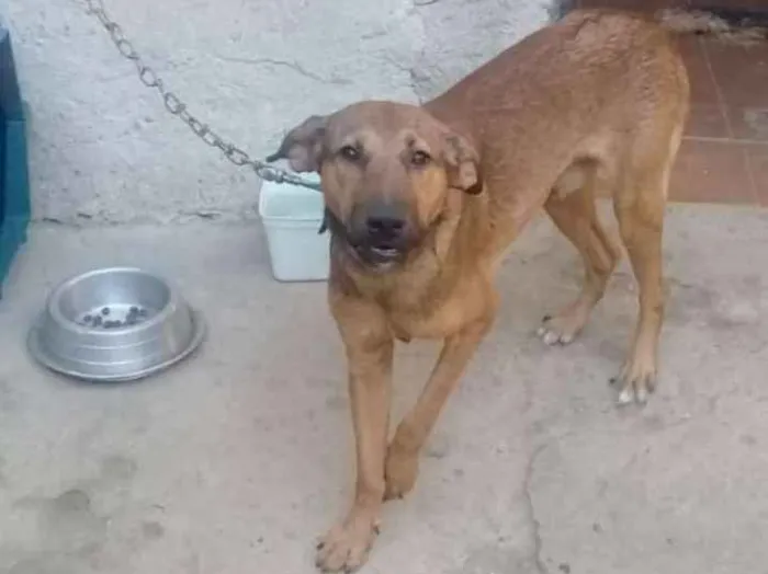 Cachorro ra a Vira-lata idade 1 ano nome Tobby 