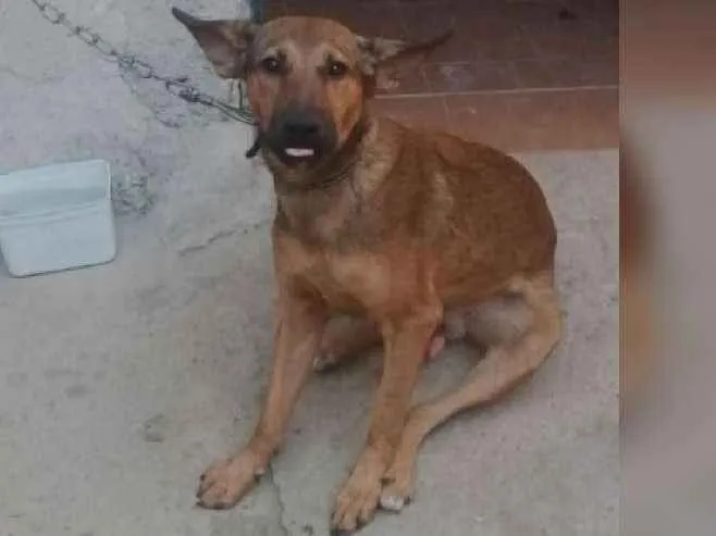 Cachorro ra a Vira-lata idade 1 ano nome Tobby 