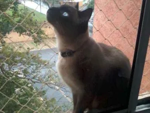 Gato raça Siames idade 3 anos nome Paçoca