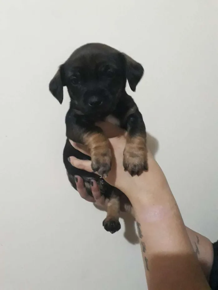 Cachorro ra a Srd idade Abaixo de 2 meses nome Cusco