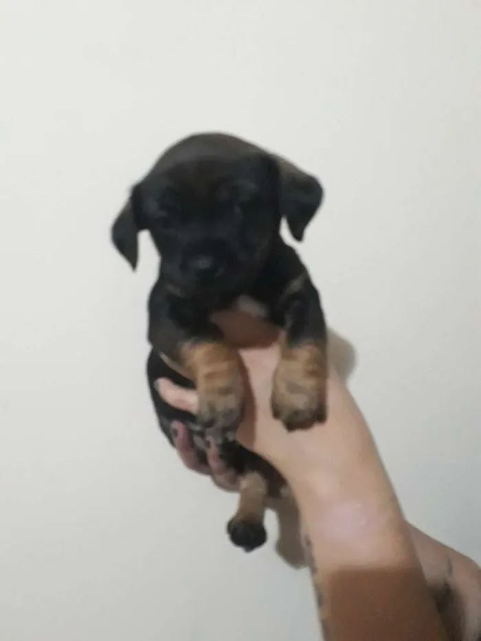 Cachorro ra a Srd idade Abaixo de 2 meses nome Cusco