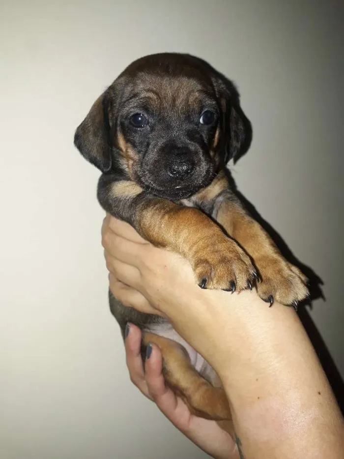 Cachorro ra a Srd idade Abaixo de 2 meses nome Cusco e nina