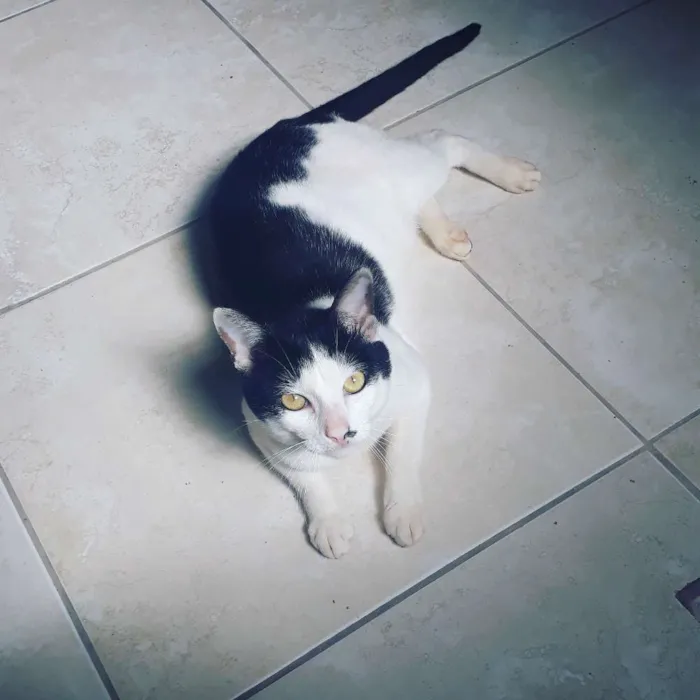Gato ra a SRD idade 7 a 11 meses nome Pandora e Tonico