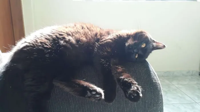 Gato ra a SRD idade 7 a 11 meses nome Pandora e Tonico