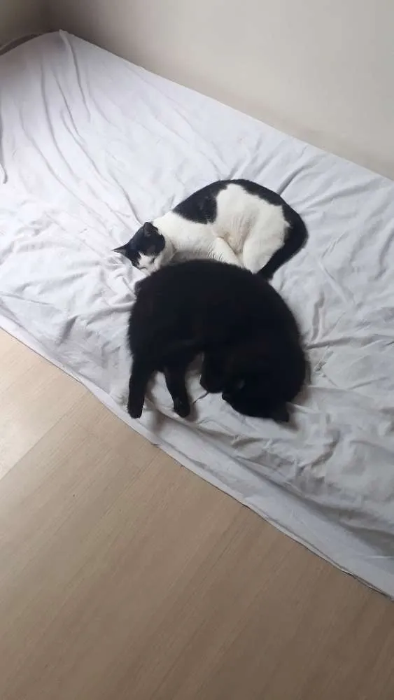 Gato ra a SRD idade 7 a 11 meses nome Pandora e Tonico