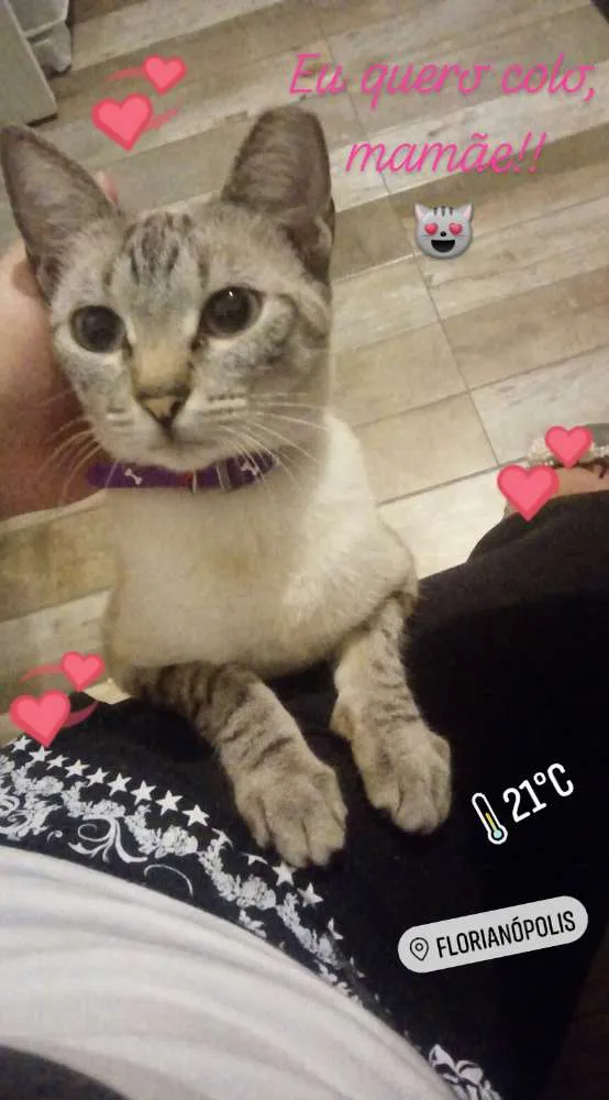 Gato raça SRD idade 2 anos nome Unna