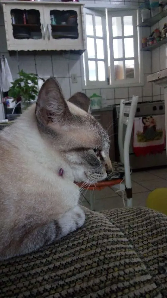 Gato raça SRD idade 2 anos nome Unna