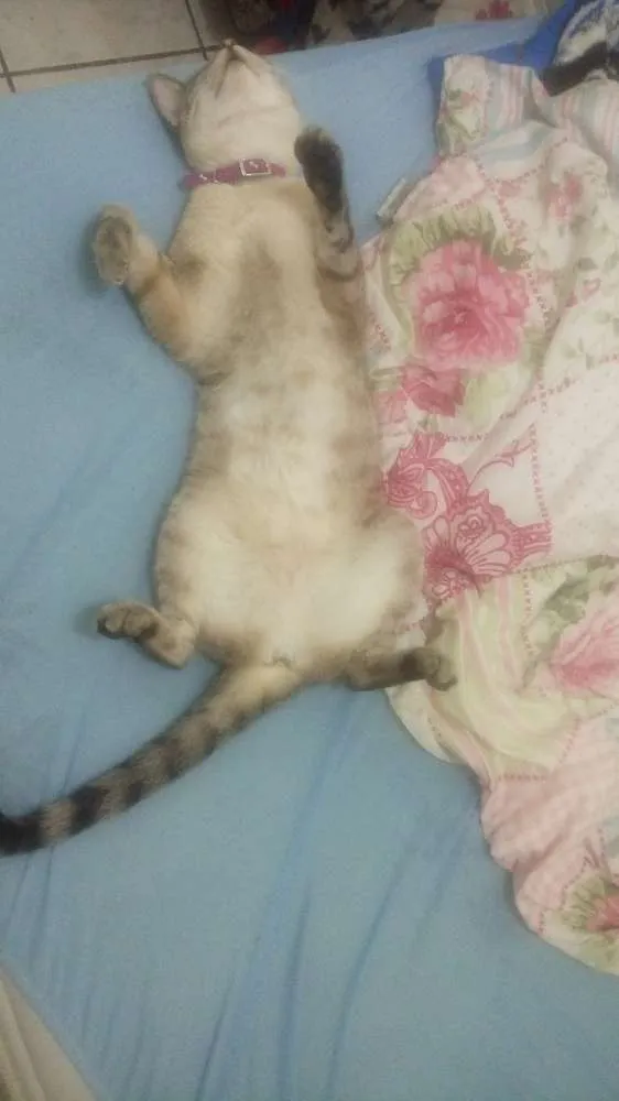 Gato raça SRD idade 2 anos nome Unna