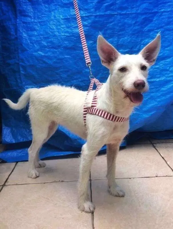 Cachorro ra a  idade 3 anos nome Luna