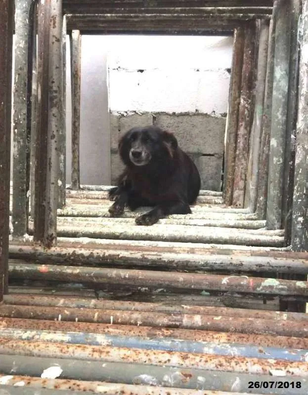 Cachorro ra a  idade 6 ou mais anos nome Pretinha