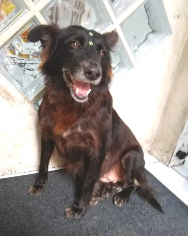 Cachorro ra a  idade 6 ou mais anos nome Pretinha