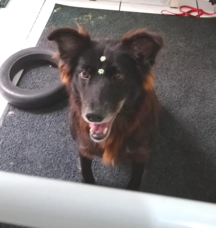 Cachorro ra a  idade 6 ou mais anos nome Pretinha