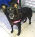 Pretinha