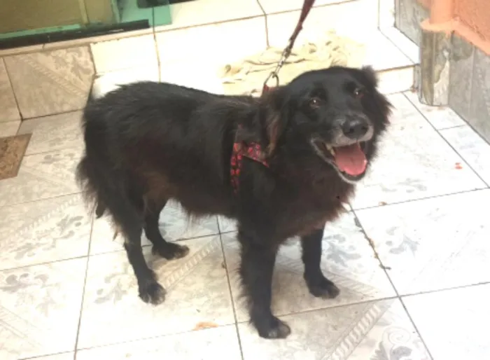 Cachorro ra a  idade 6 ou mais anos nome Pretinha