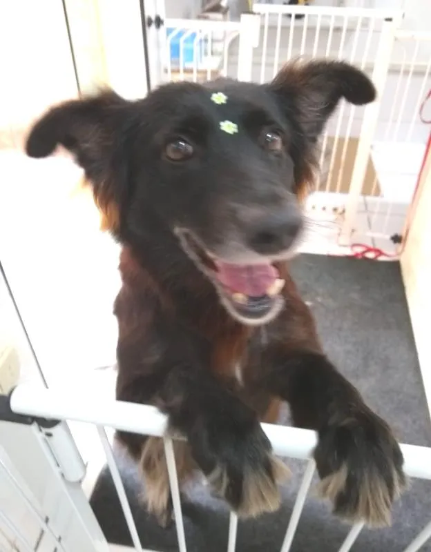 Cachorro ra a  idade 6 ou mais anos nome Pretinha