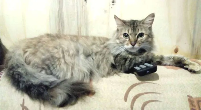 Gato ra a  idade 2 anos nome Peluda