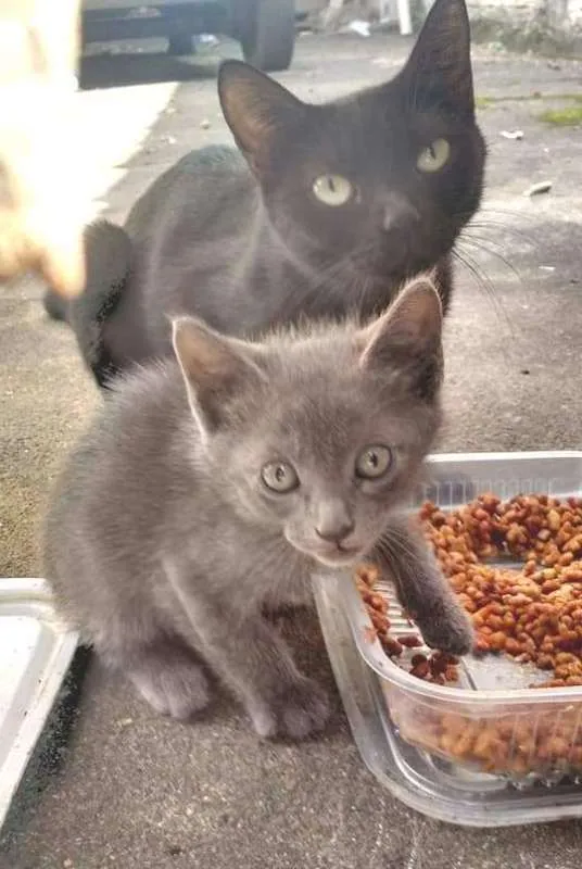 Gato ra a  idade 2 a 6 meses nome Cinzinha