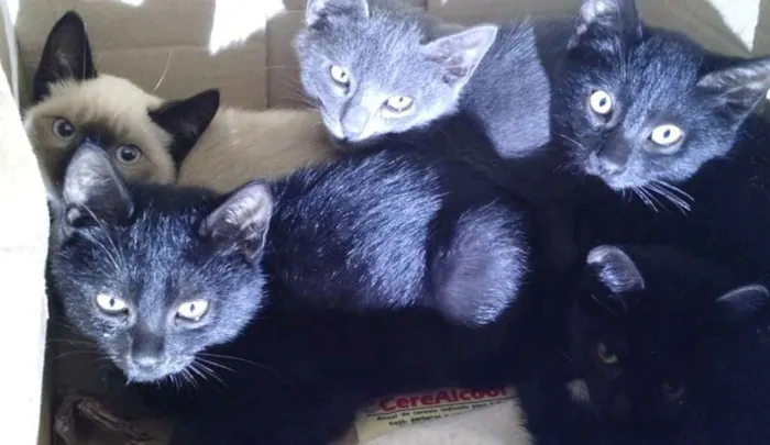 Gato ra a  idade 2 a 6 meses nome Cinzinha