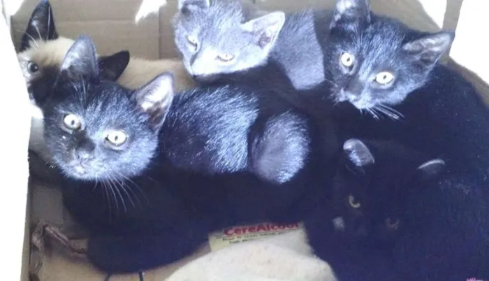 Gato ra a  idade 2 a 6 meses nome Cinzinha