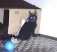 Cinzinha