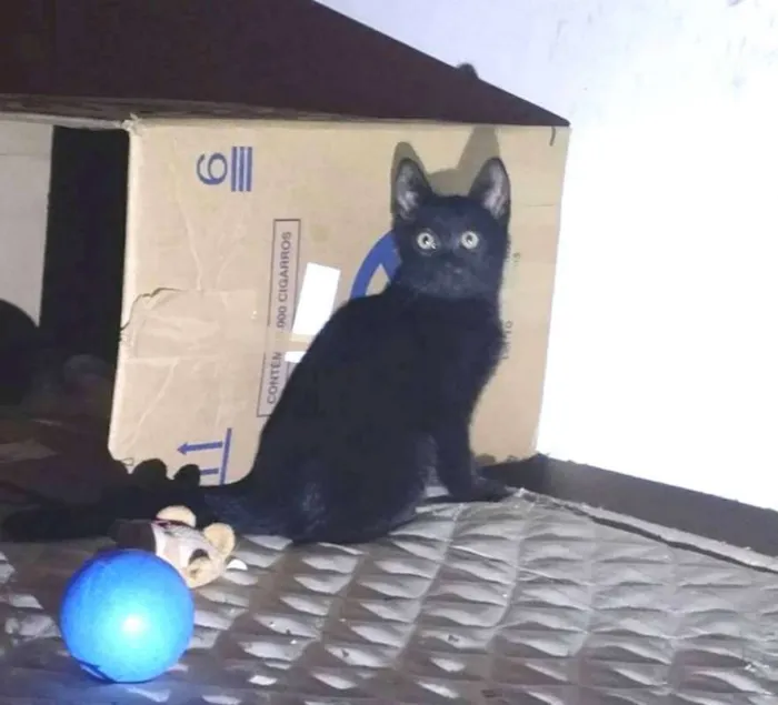 Gato ra a  idade 2 a 6 meses nome Cinzinha