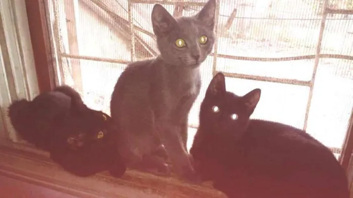 Gato ra a  idade 2 a 6 meses nome Cinzinha