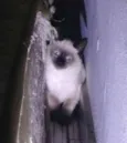 Cinzinha