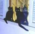 Cinzinha